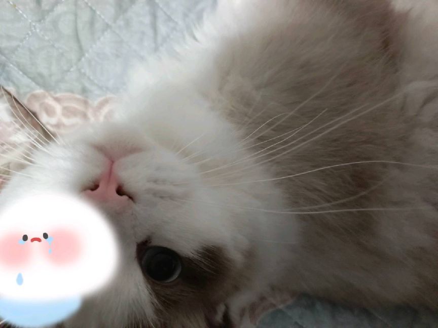 猫图片|宠物猫|猫咪|