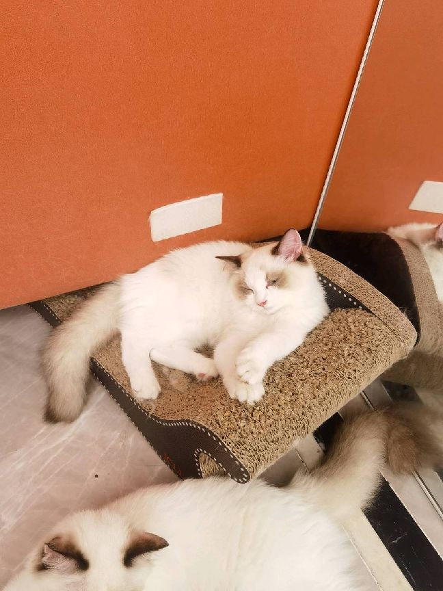 猫图片|宠物猫|猫咪|