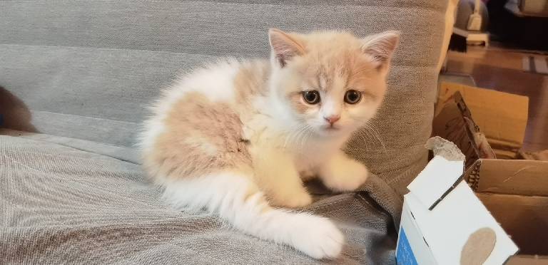 猫图片|宠物猫|猫咪|