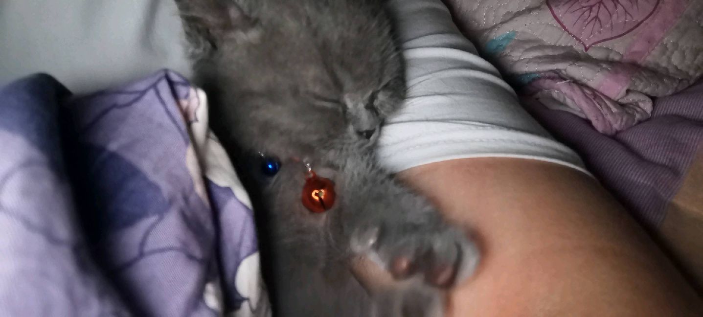 猫图片|宠物猫|猫咪|