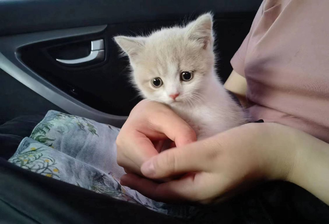 猫图片|宠物猫|猫咪|