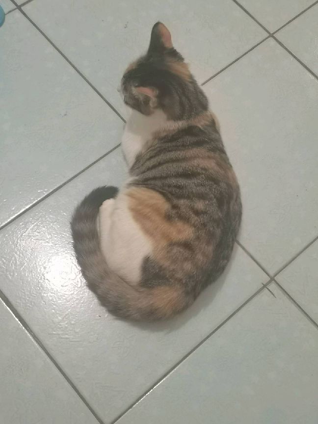 猫图片|宠物猫|猫咪|