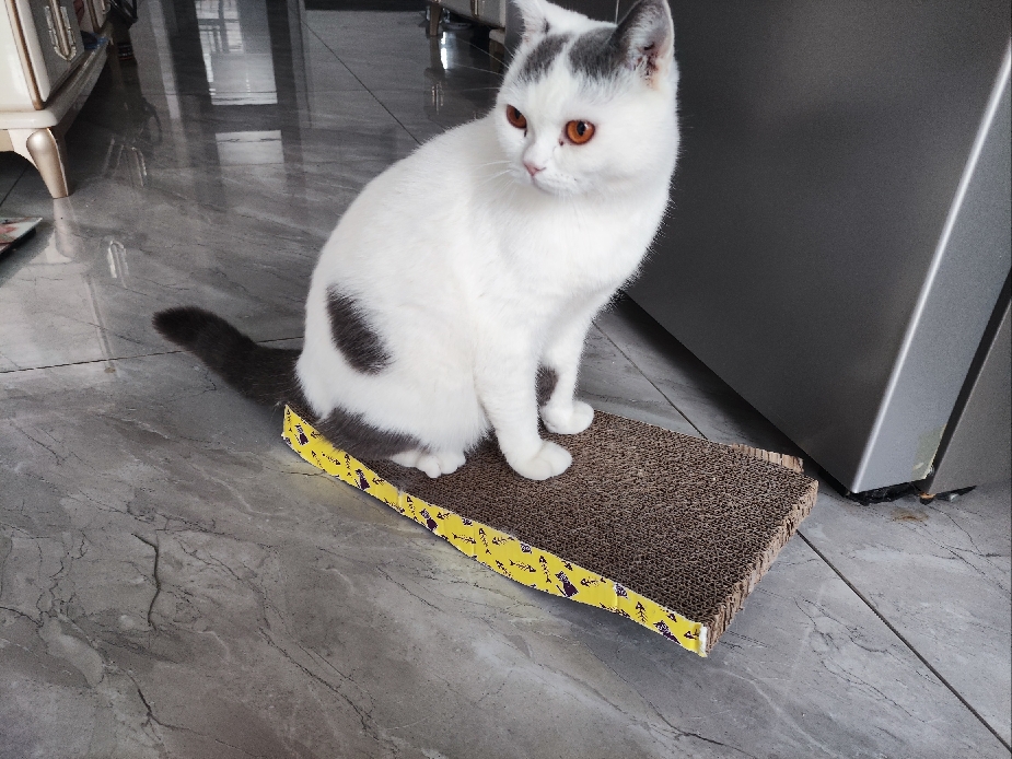 猫图片|宠物猫|猫咪|