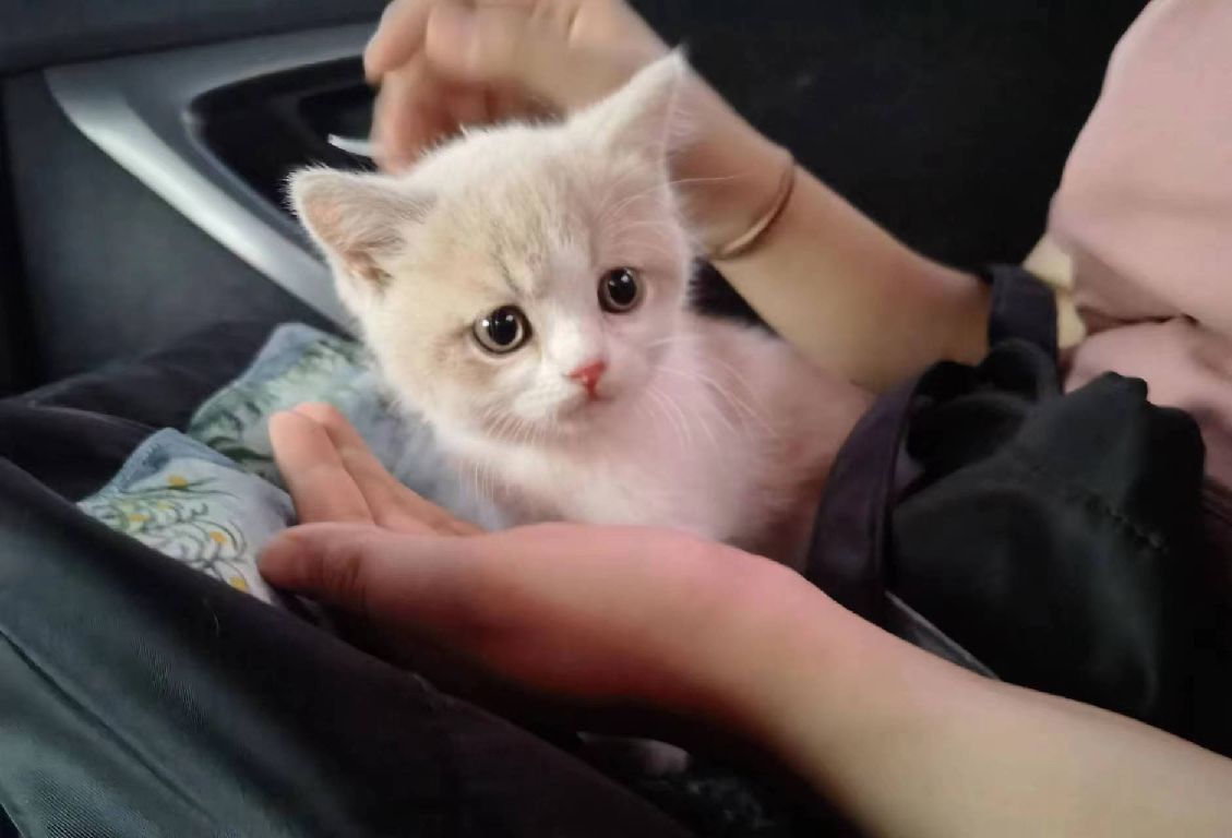 猫图片|宠物猫|猫咪|