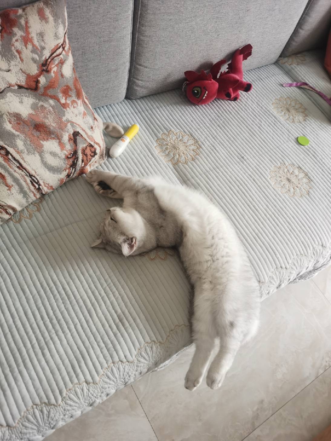 猫图片|宠物猫|猫咪|