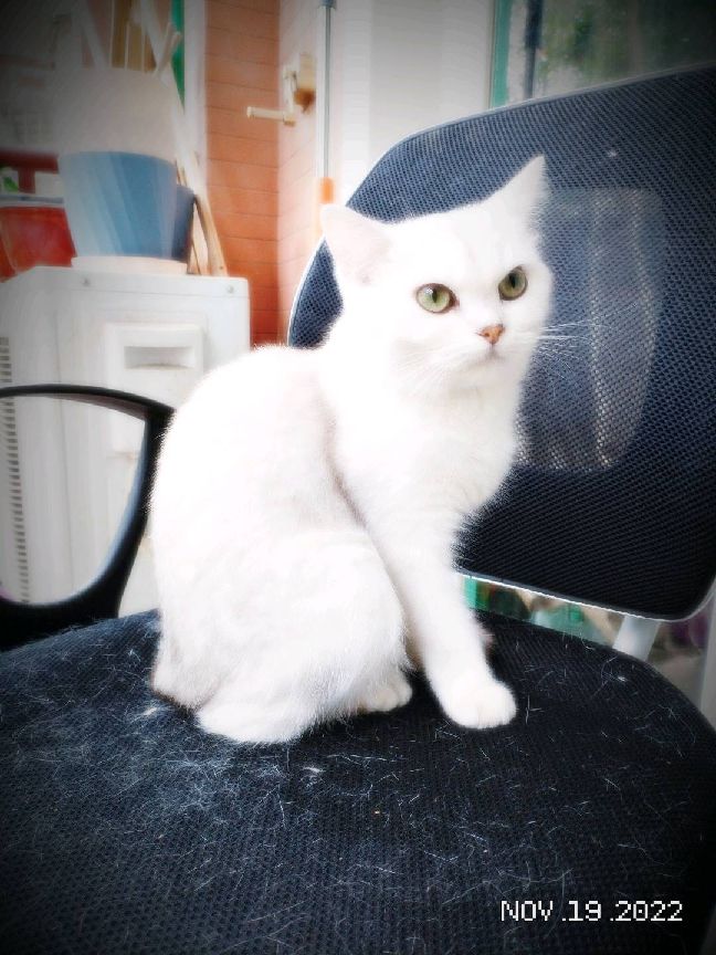 猫图片|宠物猫|猫咪|