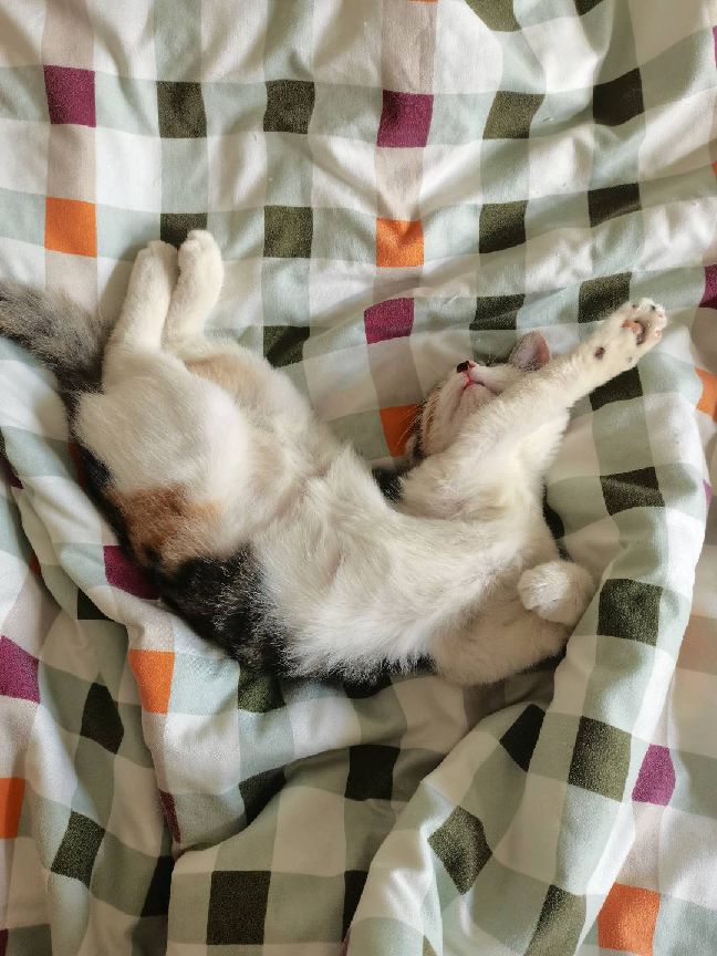 猫图片|宠物猫|猫咪|