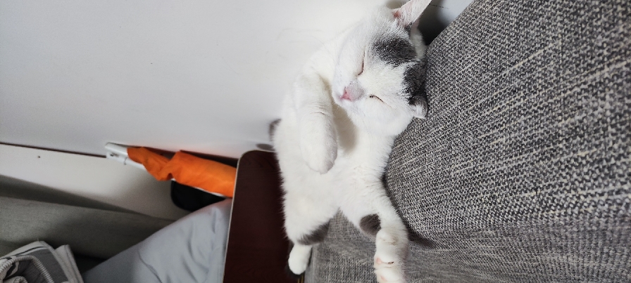 猫图片|宠物猫|猫咪|