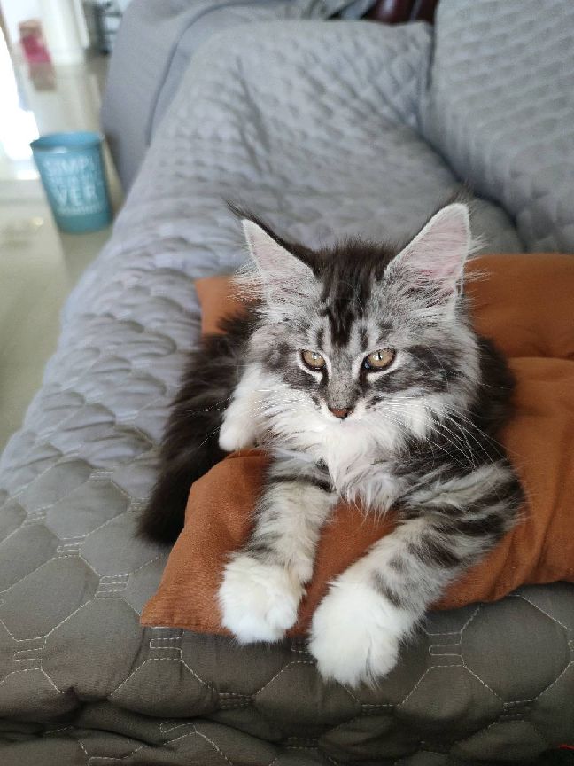 猫图片|宠物猫|猫咪|