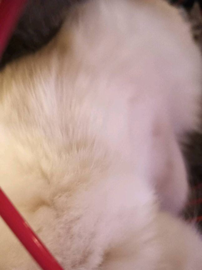 猫图片|宠物猫|猫咪|