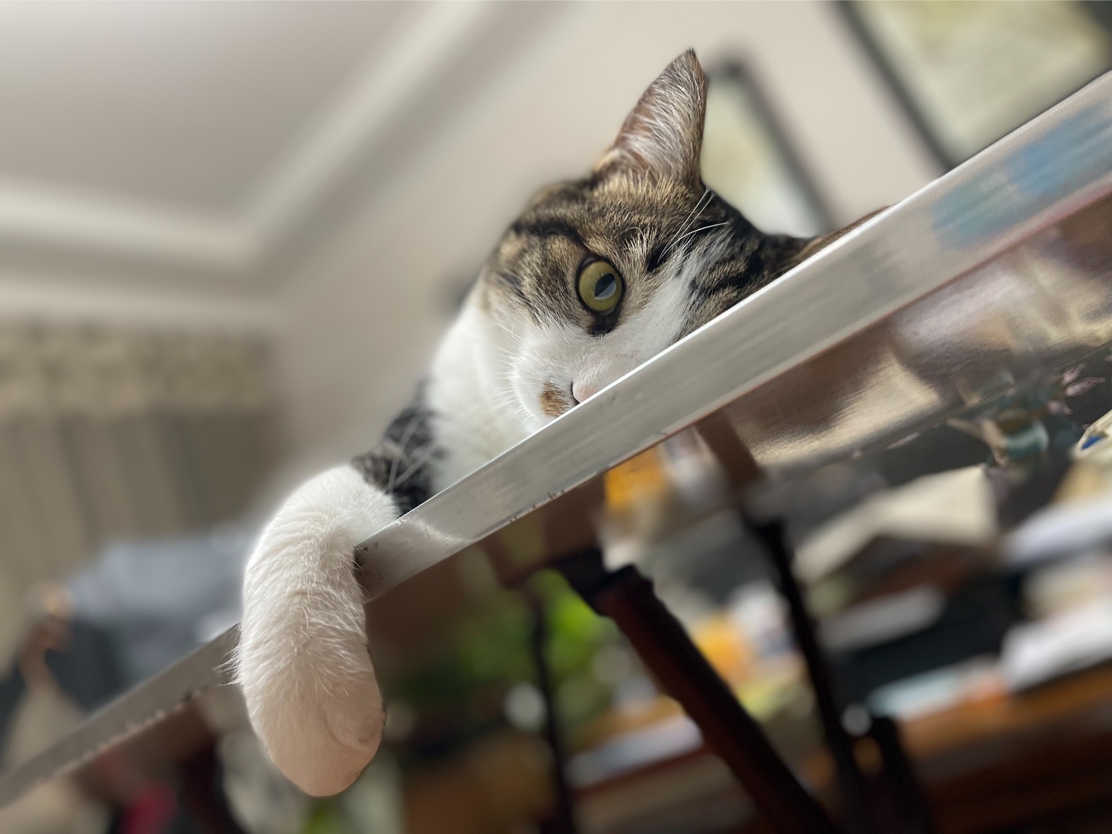 猫图片|宠物猫|猫咪|