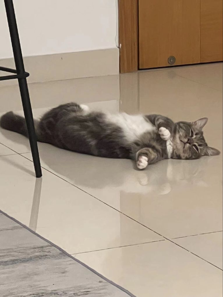 猫图片|宠物猫|猫咪|