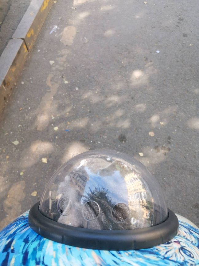 猫图片|宠物猫|猫咪|