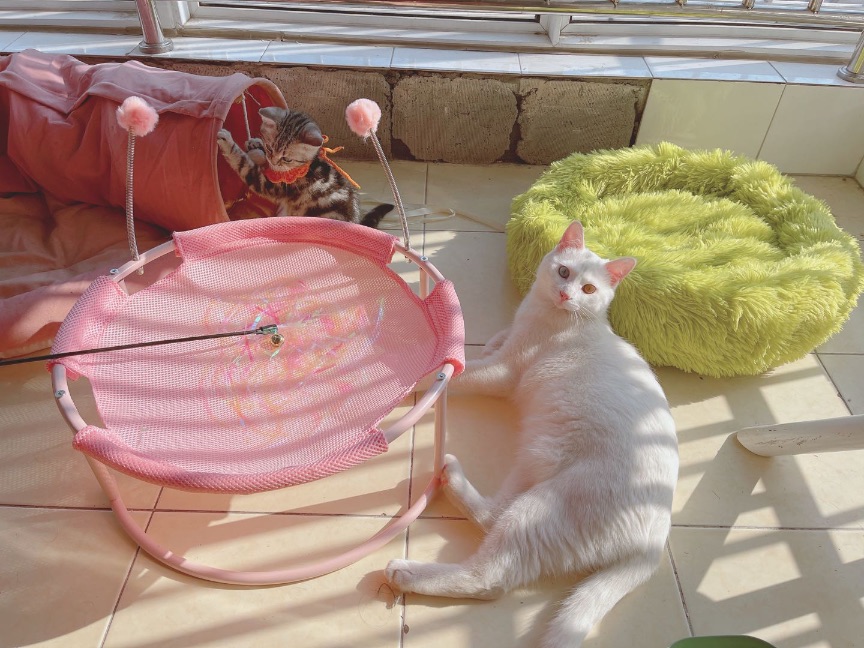 猫图片|宠物猫|猫咪|