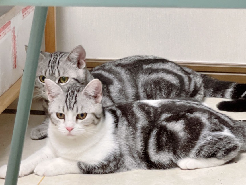 猫图片|宠物猫|猫咪|