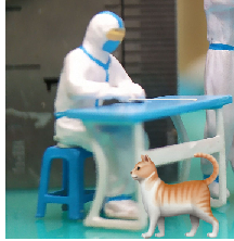 猫图片|宠物猫|猫咪|