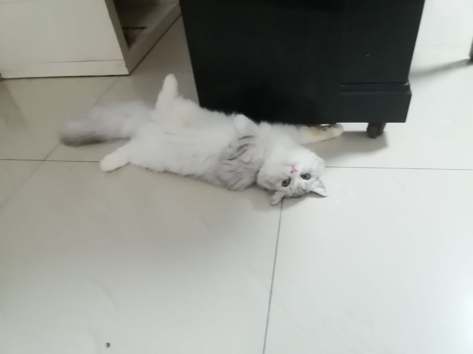 猫图片|宠物猫|猫咪|