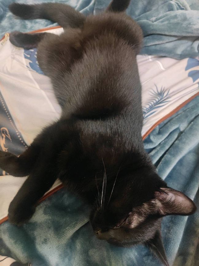 猫图片|宠物猫|猫咪|