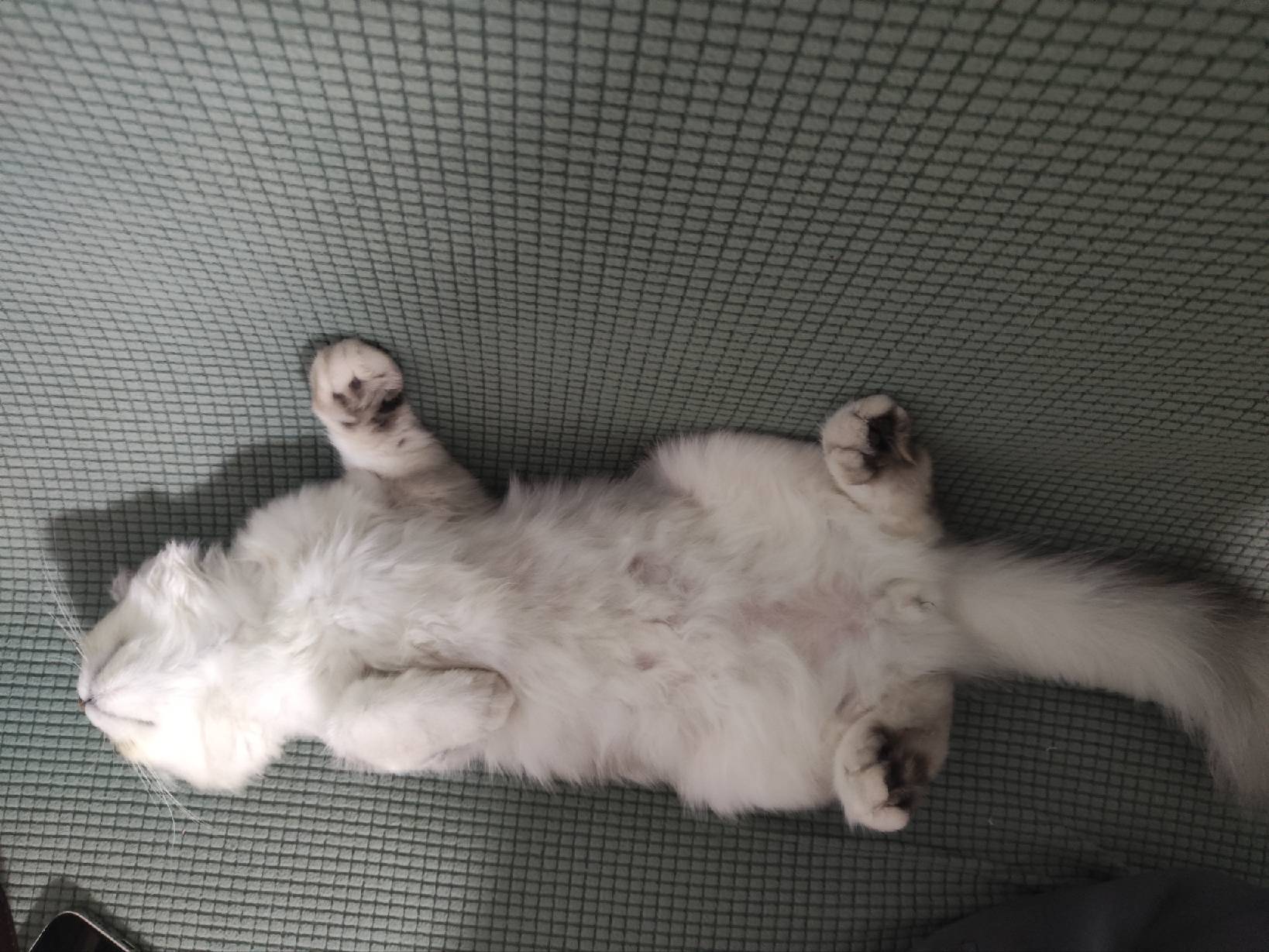 猫图片|宠物猫|猫咪|