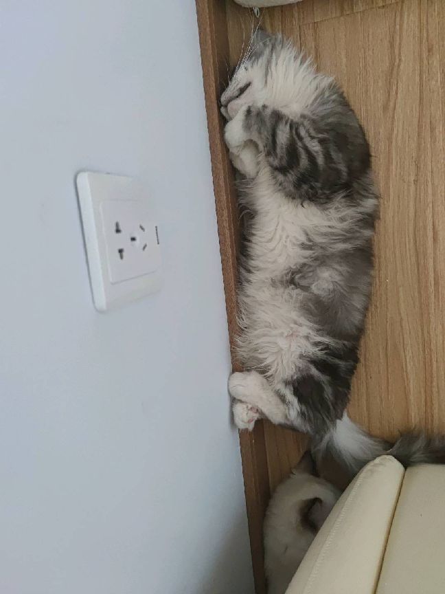 猫图片|宠物猫|猫咪|