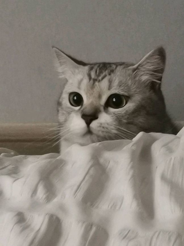 猫图片|宠物猫|猫咪|