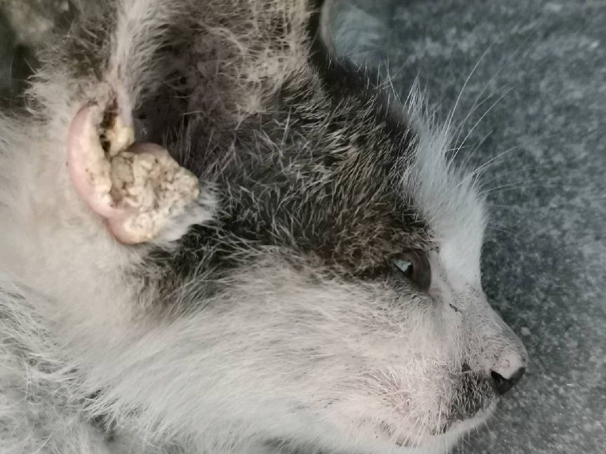 猫图片|宠物猫|猫咪|