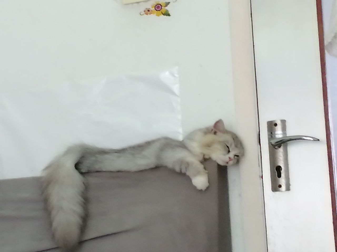 猫图片|宠物猫|猫咪|