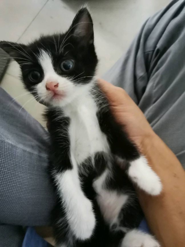 猫图片|宠物猫|猫咪|