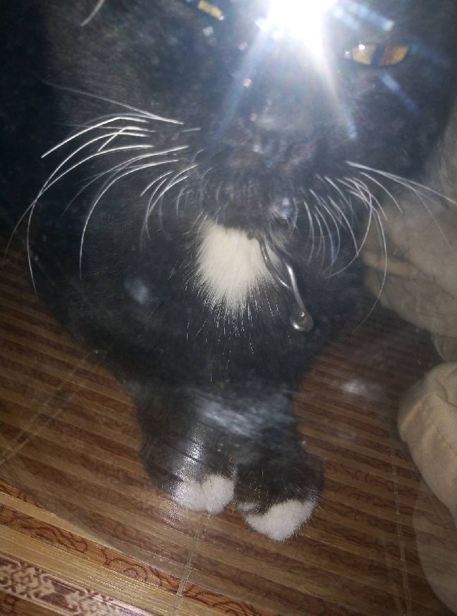 猫图片|宠物猫|猫咪|