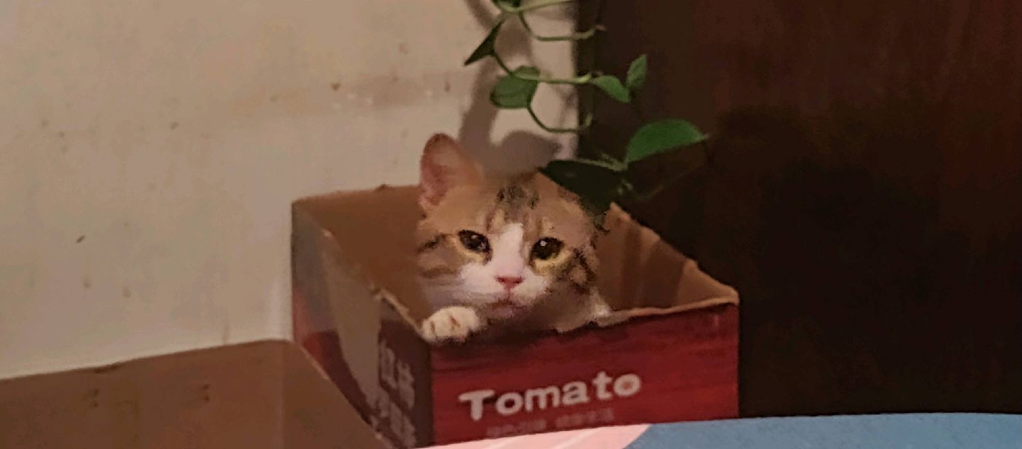 猫图片|宠物猫|猫咪|