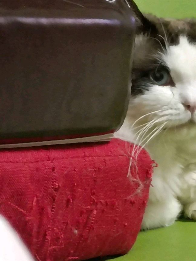 猫图片|宠物猫|猫咪|