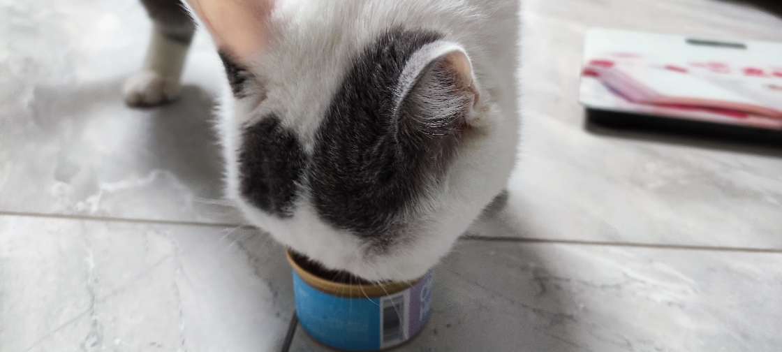 猫图片|宠物猫|猫咪|