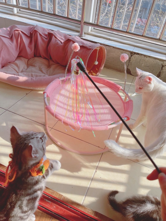 猫图片|宠物猫|猫咪|