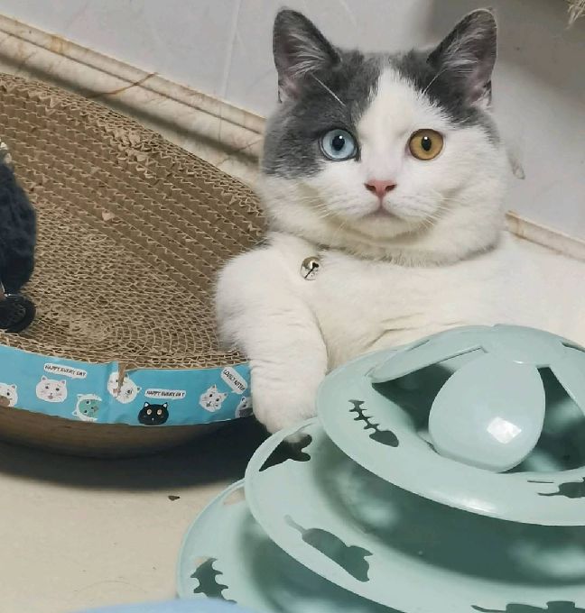 猫图片|宠物猫|猫咪|