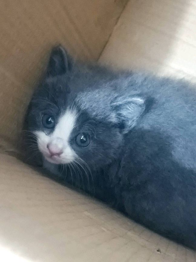 猫图片|宠物猫|猫咪|