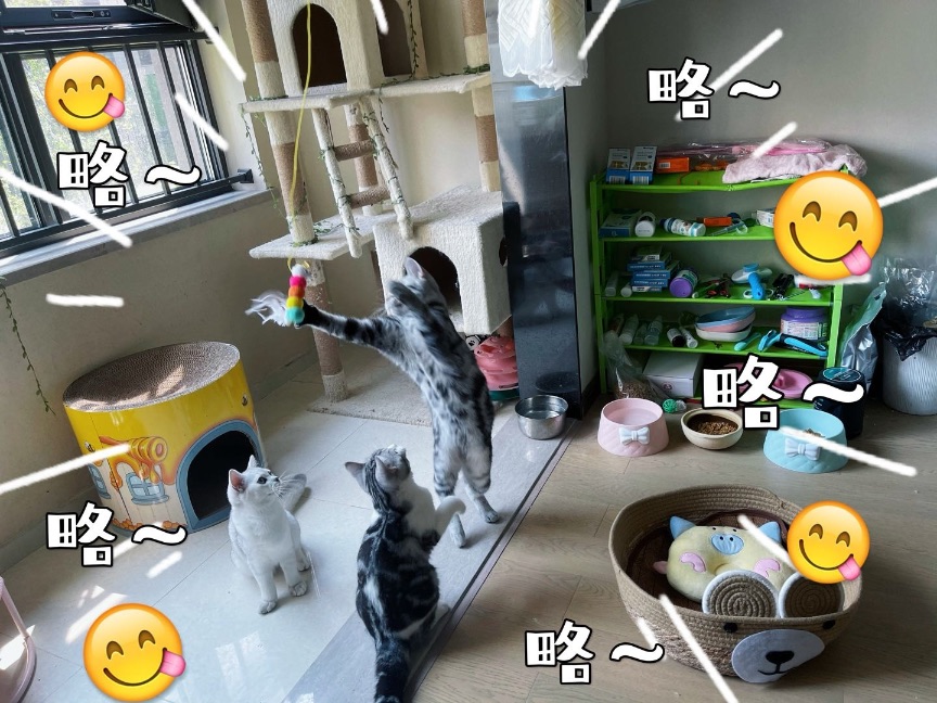 猫图片|宠物猫|猫咪|