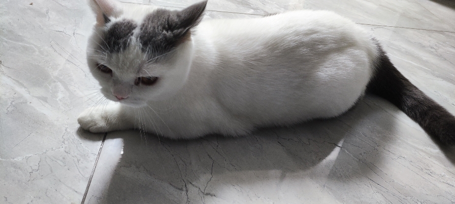 猫图片|宠物猫|猫咪|