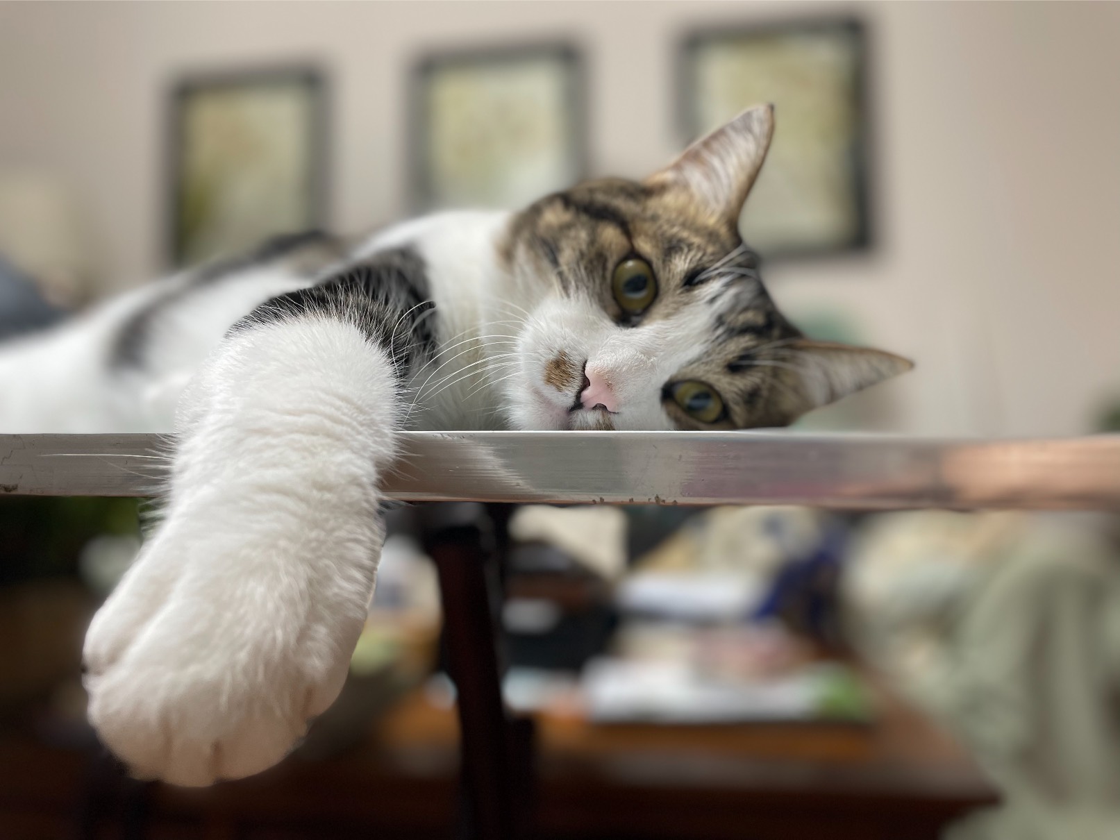 猫图片|宠物猫|猫咪|