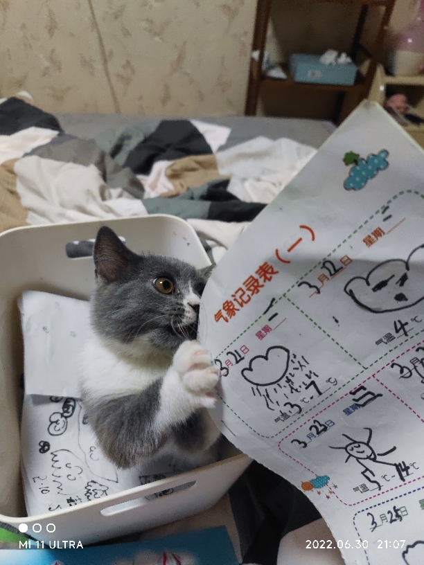 猫图片|宠物猫|猫咪|