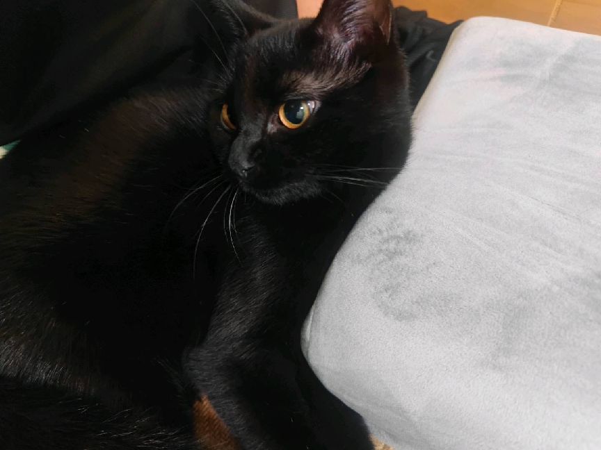 猫图片|宠物猫|猫咪|