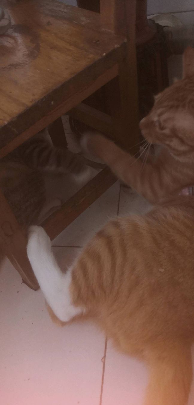 猫图片|宠物猫|猫咪|