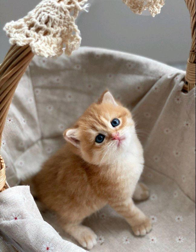 猫图片|宠物猫|猫咪|