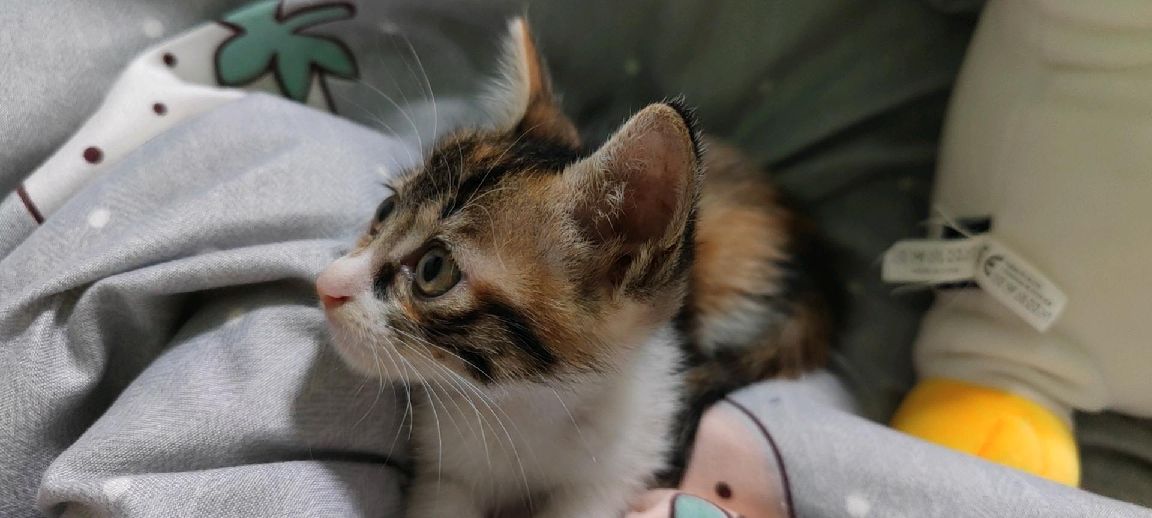 猫图片|宠物猫|猫咪|