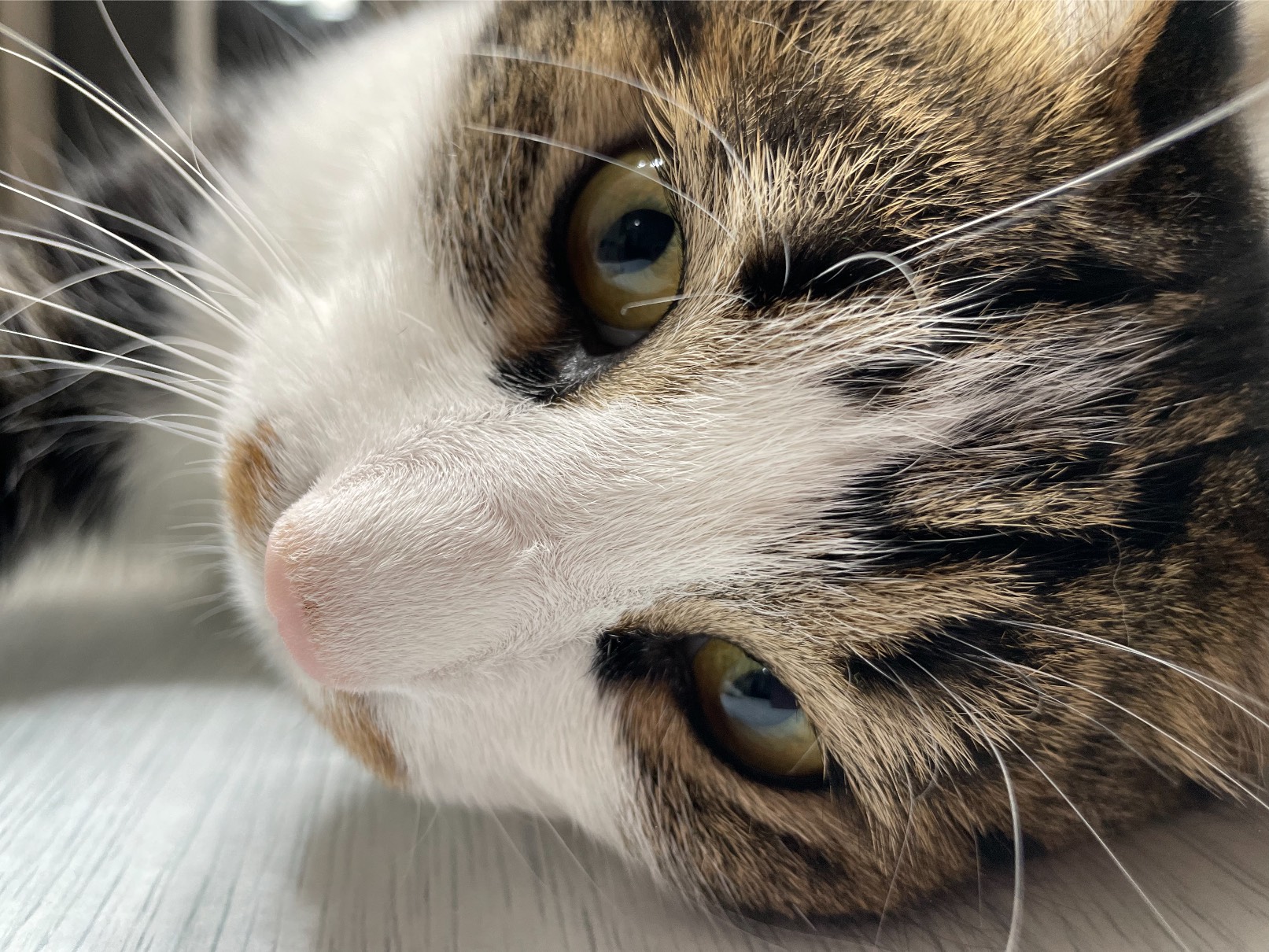 猫图片|宠物猫|猫咪|