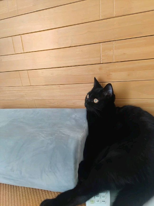 猫图片|宠物猫|猫咪|