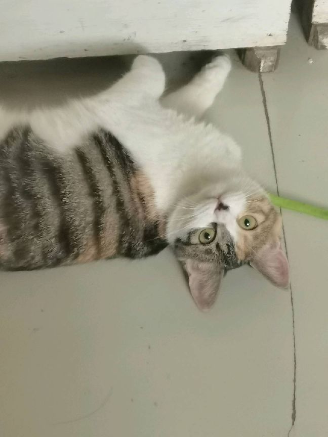 猫图片|宠物猫|猫咪|