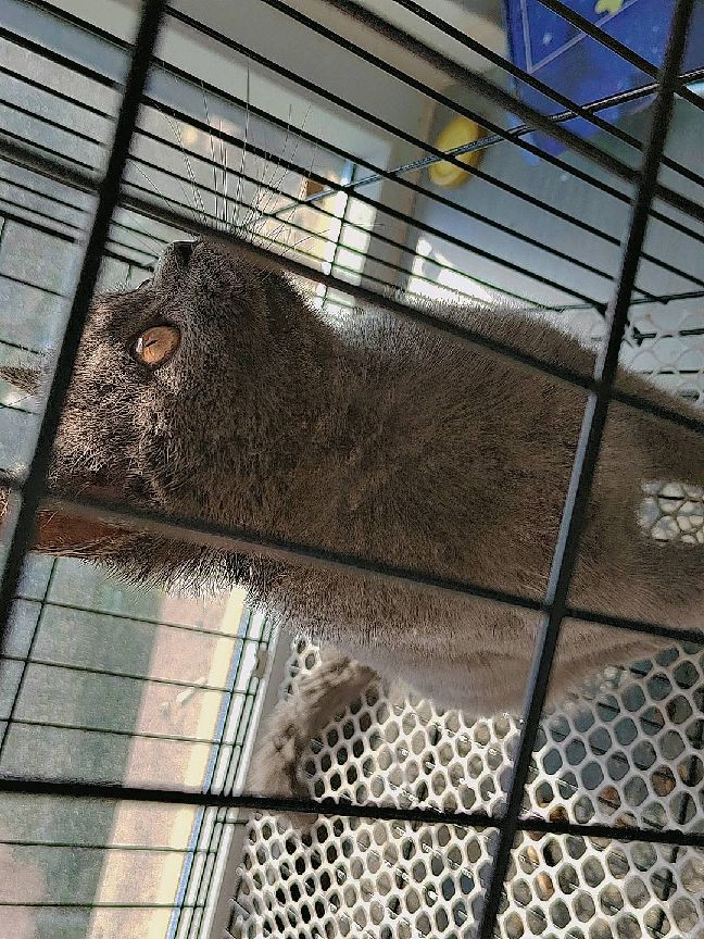 猫图片|宠物猫|猫咪|