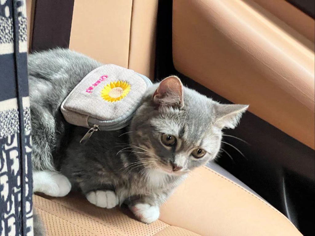 猫图片|宠物猫|猫咪|