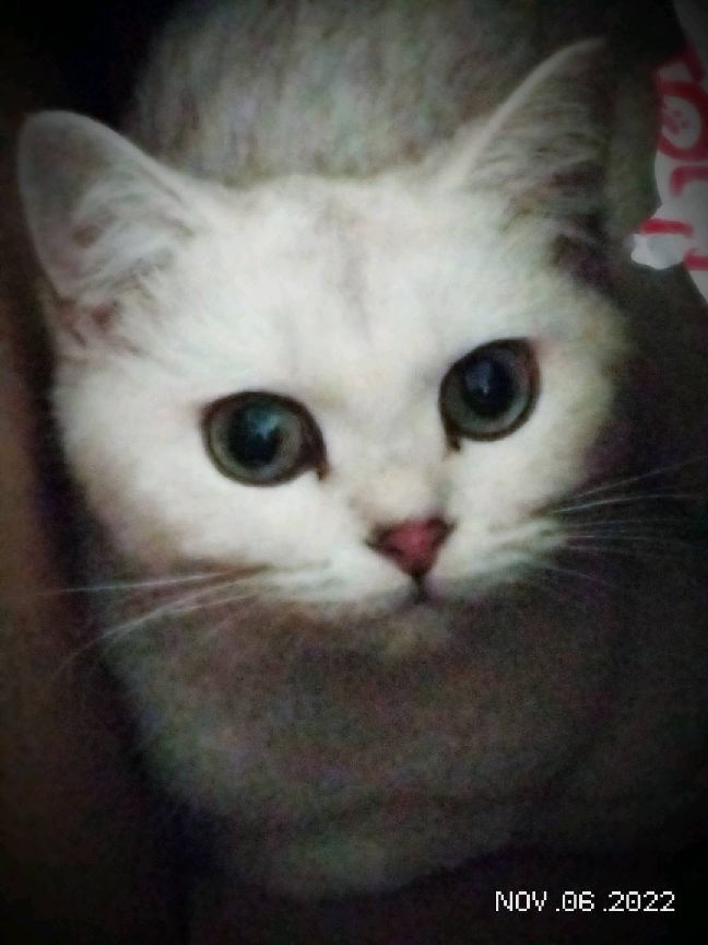 猫图片|宠物猫|猫咪|