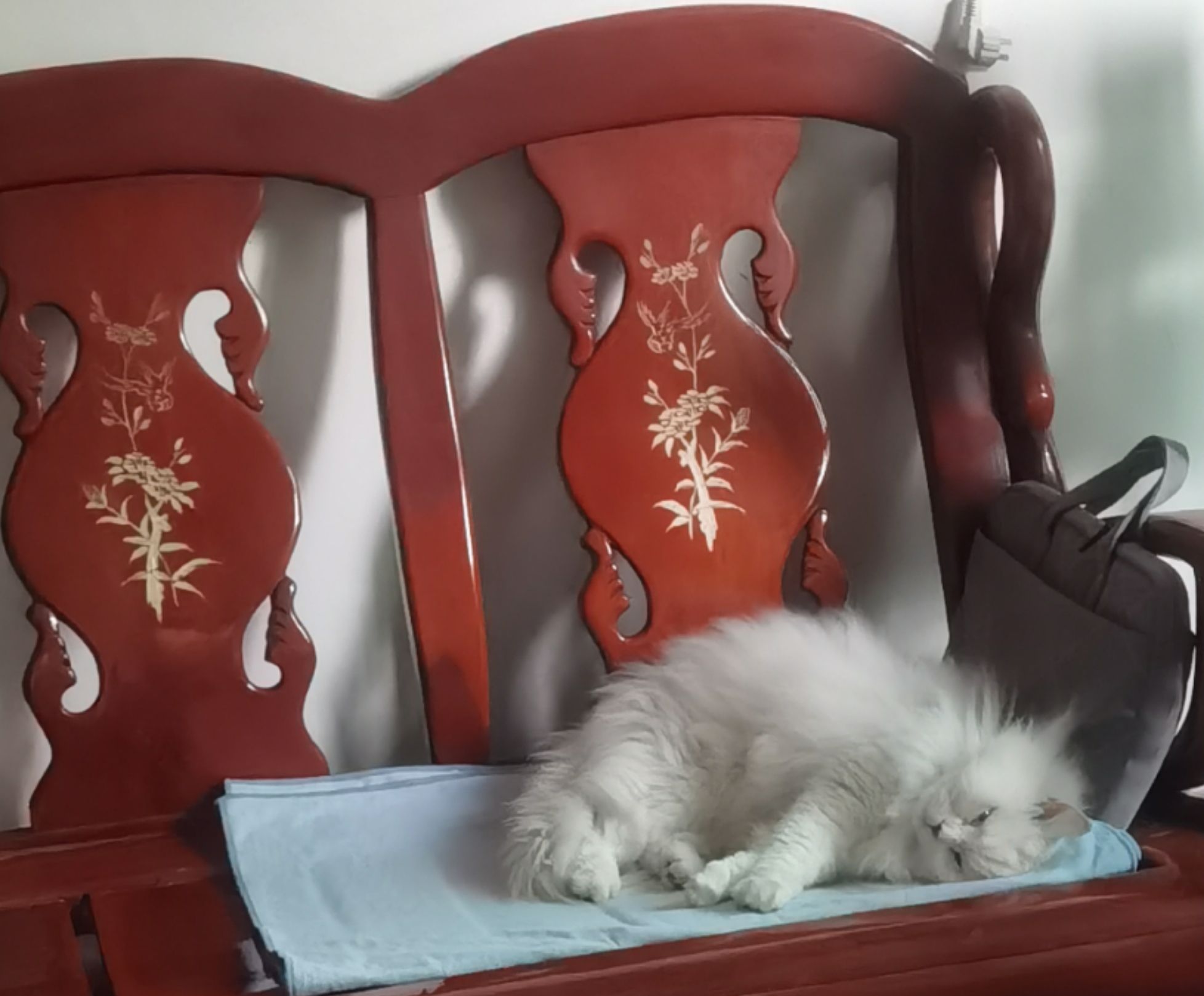 猫图片|宠物猫|猫咪|